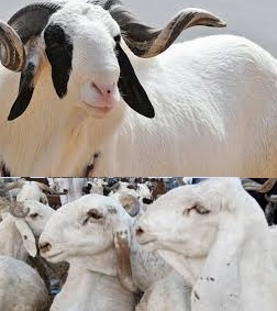 Animal production: Sheeps